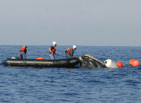NOAA staff and external partners disentangle a North Atlantic right whale