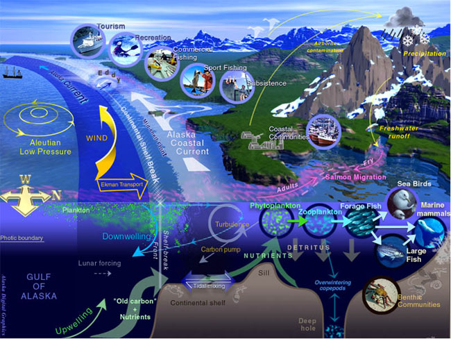 Illustration the Gulf of Alaska LME that attempts to show of the nature and complexity of its interacting components.