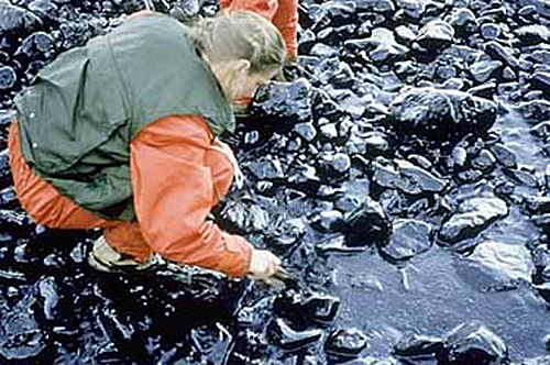 A NOAA scientist surveying an oiled beach to assess the depth of oil penetration soon after the spill.
