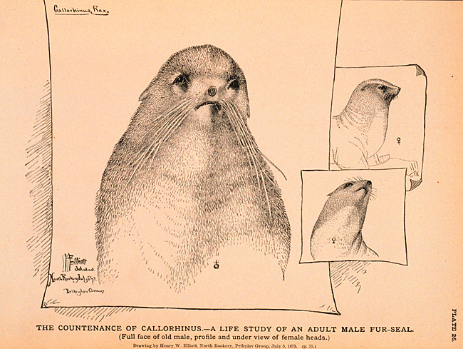 Fur Seal Drawing