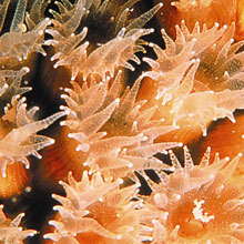 Closeup of a cavernous star coral 
