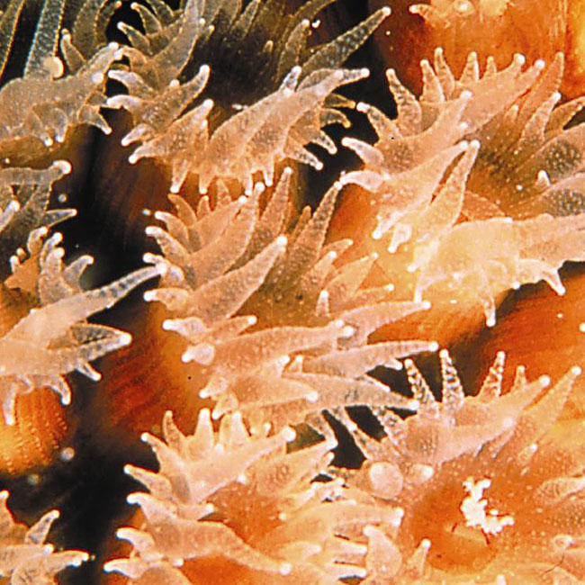 Closeup of a cavernous star coral (Montastrea cavernosa) from Florida Keys National Marine Sanctuary.