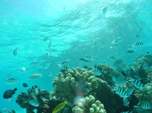 Hawaiis coral reefs