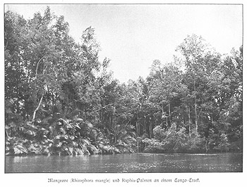 Mangrove and Raffi palms in the Congo