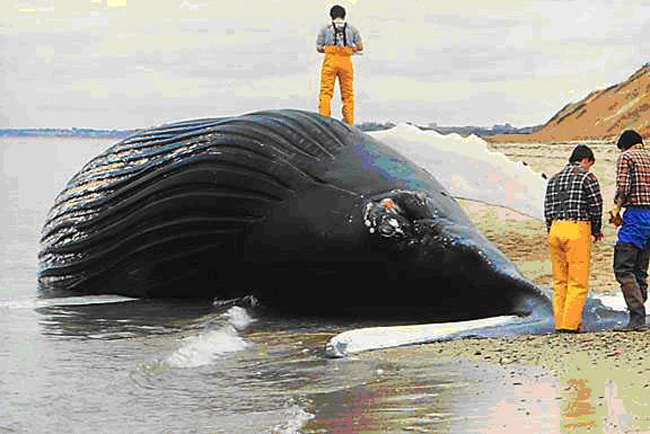 beached_whale650.jpg