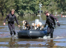 These animals were rescued in North Carolina after Hurricane Floyd.