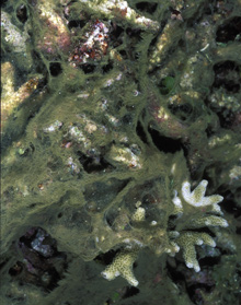 coral overgrown by algae