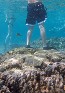 coral reef overfishing