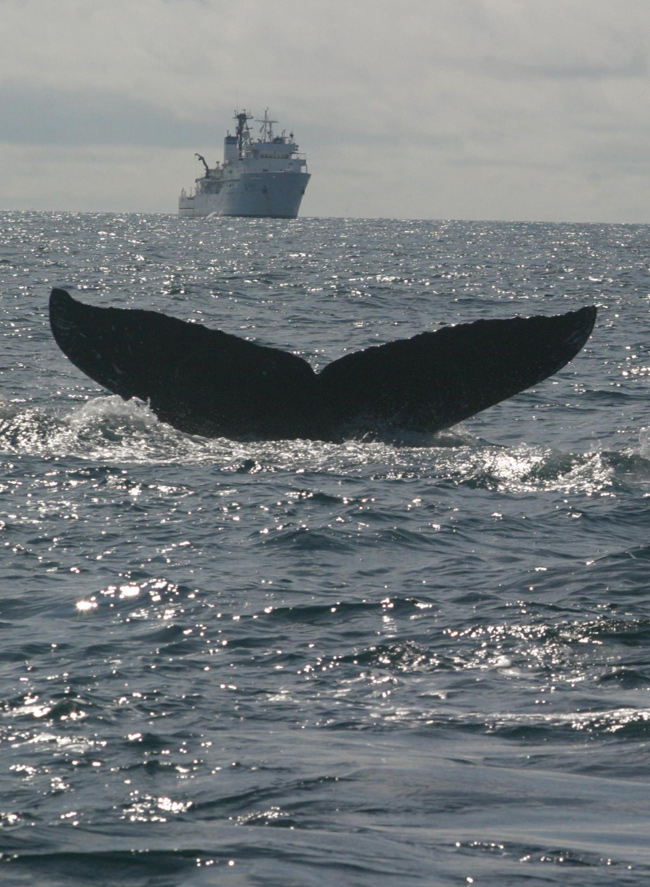 SPLASH humpback cruise in Alaska, summer/fall 2004