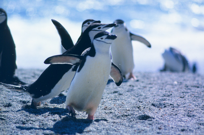 Chinstrap penguins of Seal Island, Antarctica