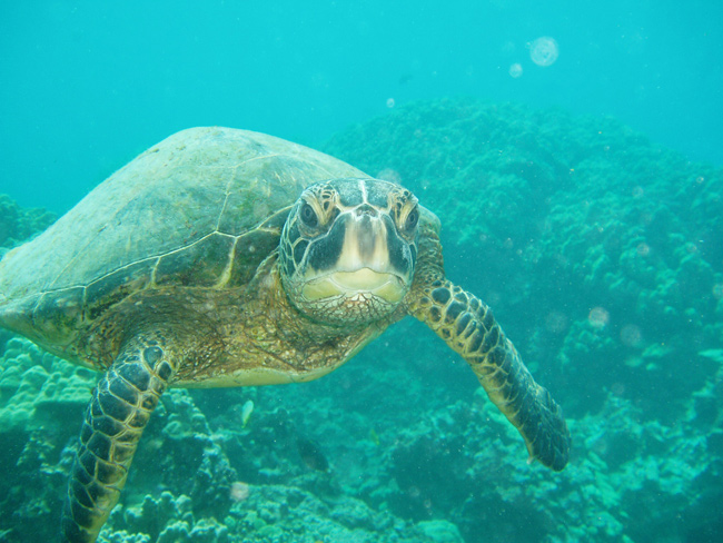 A Hawaiian green sea turtle