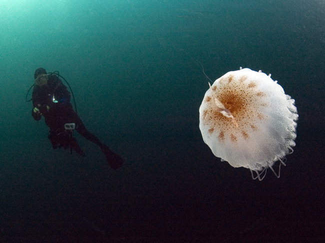Diver and jellyfish at Gray's Reef National Marine Sanctuary, May 2006.