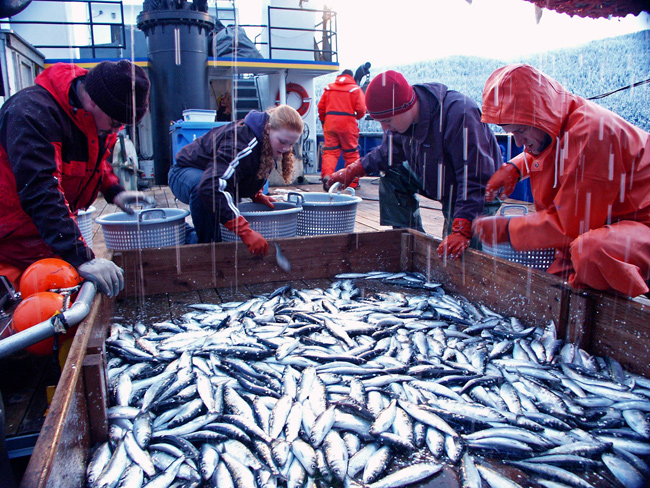 Herring caught during an acoustic trawl survey of Lynn Canal in Southeast Alaska, 2001-2004.