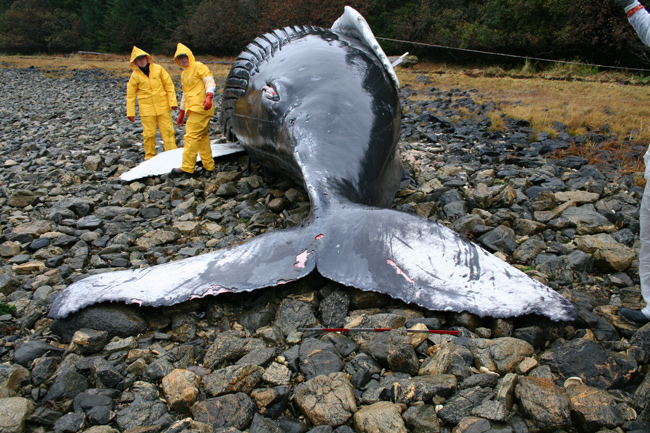 Necropsy of a humpback whale calf on Baranof Island, Alaska, October 18, 2005.  