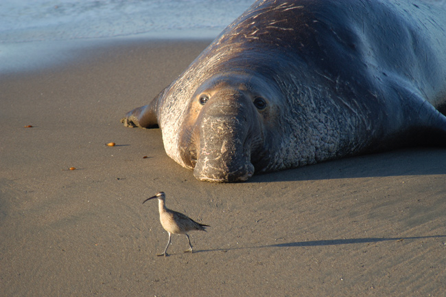Northern elephant seal and bird