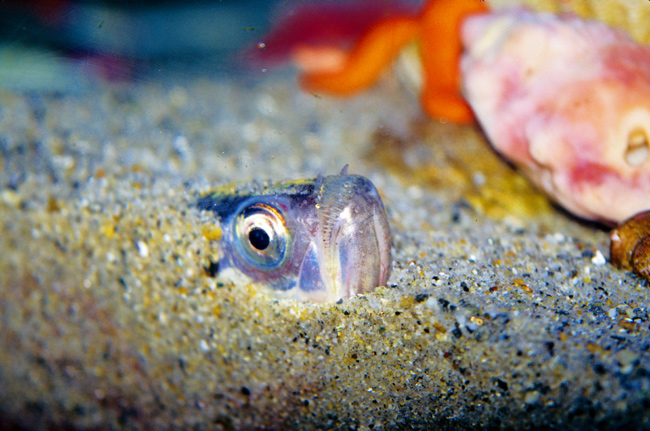 A buried Pacific sandfish