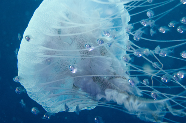 Jellyfish close up with larval fish