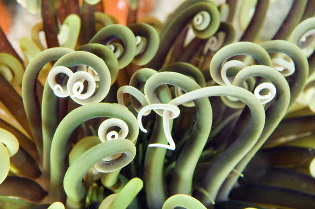  Close up of tentacles of the American Tube Anemone at Gray's Reef National Marine Sanctuary