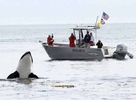 The crew aboard the National Marine Fisheries Service vessel Noctiluca observe Southern Resident killer whale