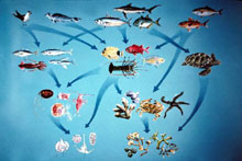  a marine ecosystem food web