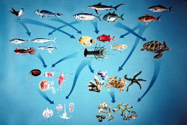  a marine ecosystem food web