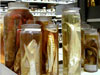 Specimens stored in Museum