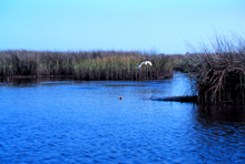 White Heron at the Grand Bay