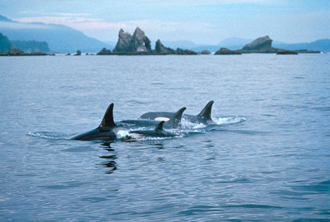 Killer whales in the Olympic Coast National Marine Sanctuary.