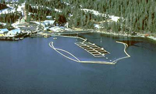 A protective boom around a salmon hatchery in Prince William Sound helped guard it from spilled oil moving across the sound. 