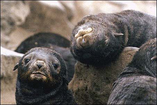 Northern fur seal pups