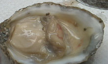 An abscess on an oyster