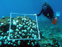 Diver counting reef fish for population studies