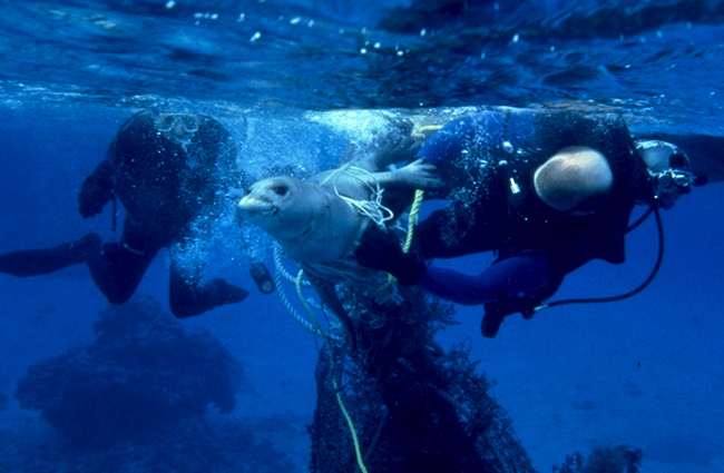 NOAA divers work to free an endangered monk seal