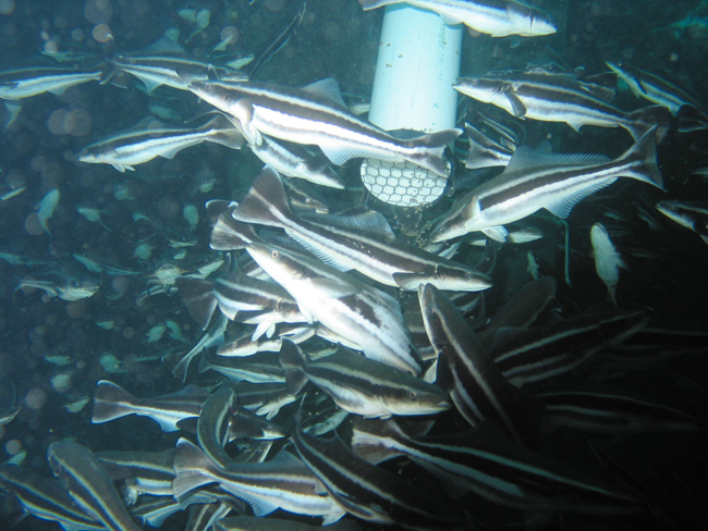 Cobia at a Puerto Rican offshore aquaculture