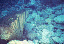 Broken brain coral and rubble resulting from the grounding.