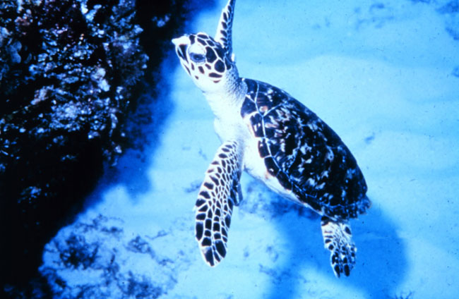 A sea turtle swims