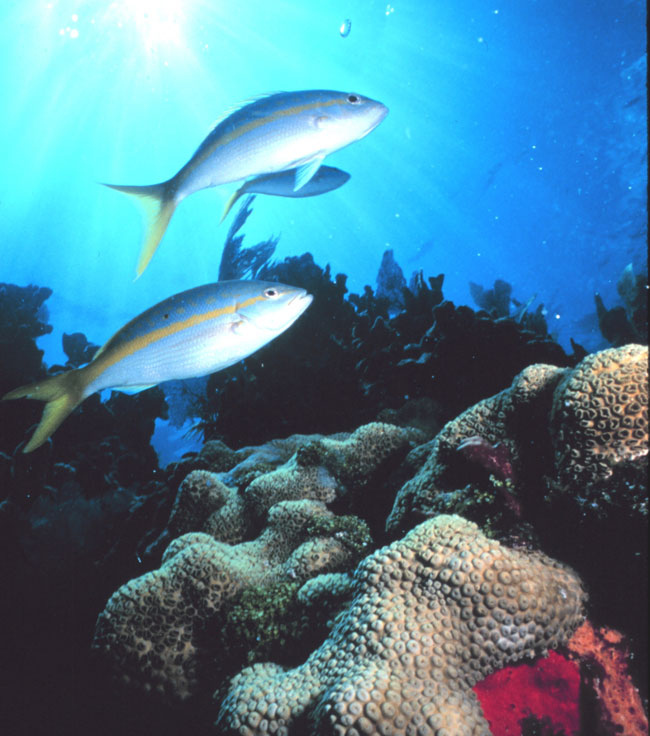 View of fish and coral from the Florida Keys National Marine Sanctuary.