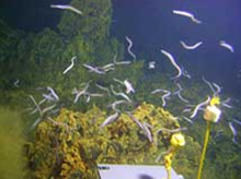 "Eel City" swarms with foot-long Dysommina rugosa at Vailulu'u Seamount, American Samoa.