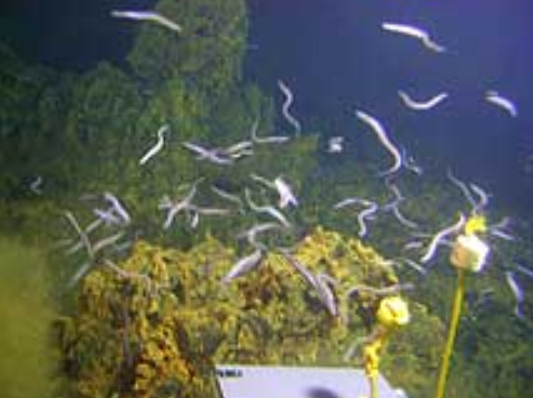 "Eel City" swarms with foot-long Dysommina rugosa