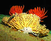 Gold coral colonized by two red crinoids at Kingman Reef (Line Islands).