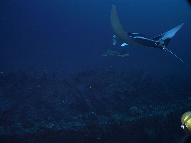 A manta ray swims above the USS Monitor shipwreck