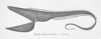Gastrostomus Bairdii - deep-sea fish