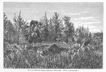 sketch of natural swamp vegetation, Bermuda