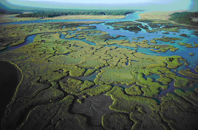 Estuaries provide buffers against coastal storm impacts and nursery areas for many commercial and recreational fish.