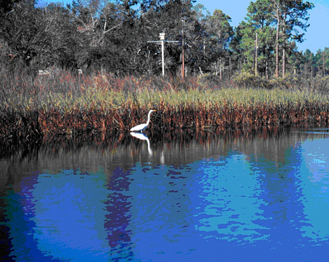 Marshes filter many pollutants and excess nutrients from the land before they make it to the ocean.