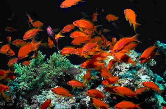 Coral Reefs serve as habitat for many fish.