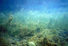 NOAA's National Centers for Coastal Ocean Science conduct research on sea grass habitat