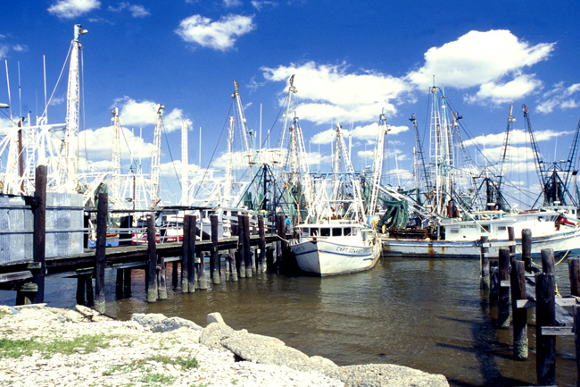 Bayou Shrimp Fleet