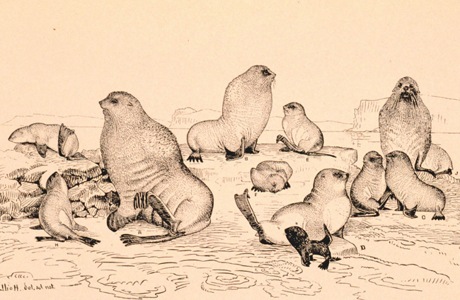 Drawing by  Henry W. Elliot
