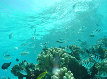 Coral reef habitats are highly valued by the public and are sensitive to spill and grounding incidents.